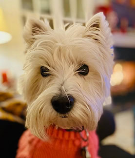 Roxy-the-Greeter-at-Zion-Stone